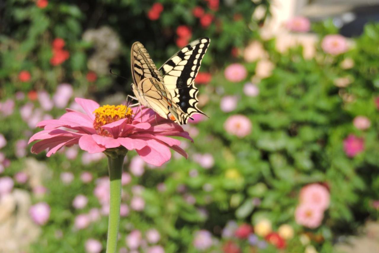 Golden Rose Suites Kolymbari Dış mekan fotoğraf